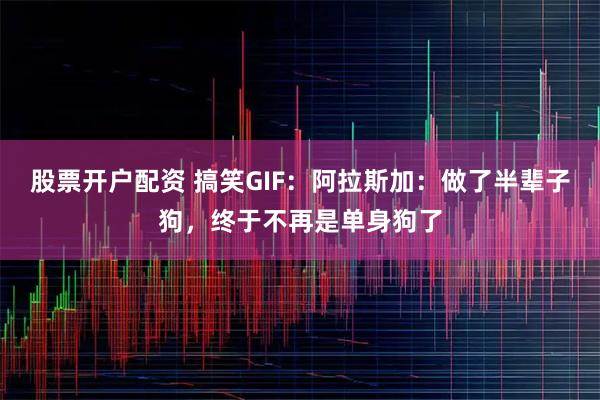 股票开户配资 搞笑GIF：阿拉斯加：做了半辈子狗，终于不再是单身狗了
