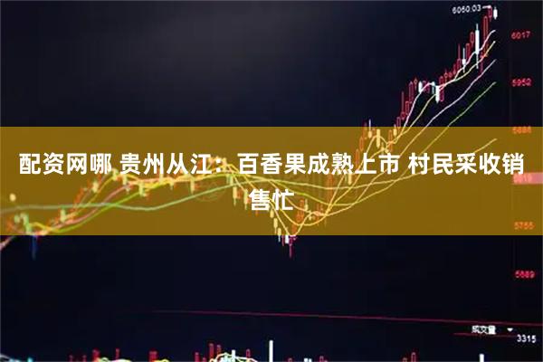配资网哪 贵州从江：百香果成熟上市 村民采收销售忙